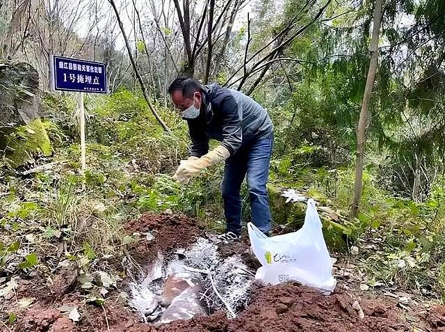 四川多地按下野猪猎捕“暂停键”，野猪致害防控为何这么难？（组图） - 4