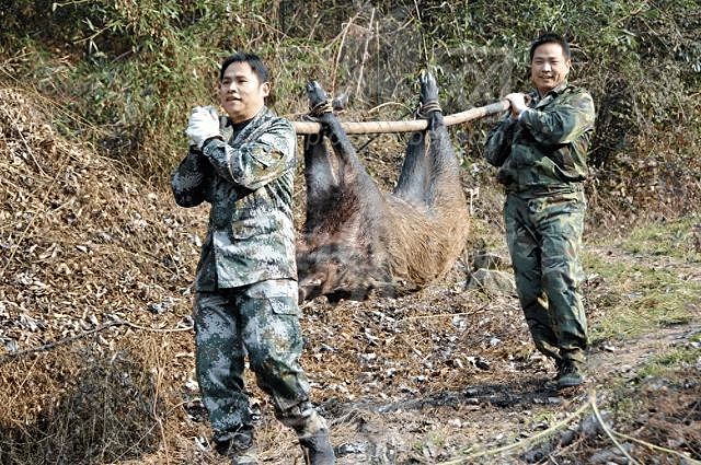 四川多地按下野猪猎捕“暂停键”，野猪致害防控为何这么难？（组图） - 1