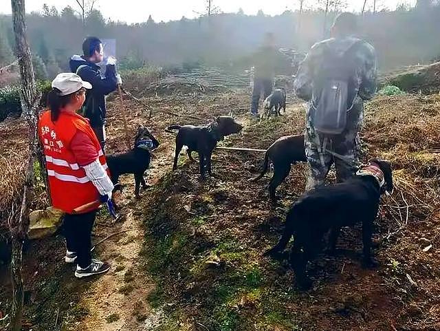 四川多地按下野猪猎捕“暂停键”，野猪致害防控为何这么难？（组图） - 2