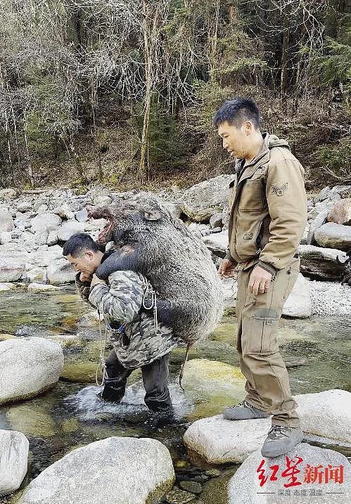 揭秘野猪猎捕队：“职业猎人”月薪过万，有团队一年投入百万元（组图） - 4