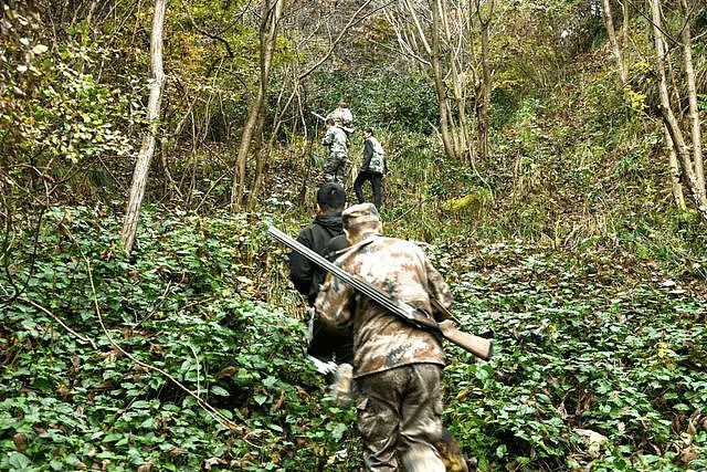 四川多地按下野猪猎捕“暂停键”，野猪致害防控为何这么难？（组图） - 3