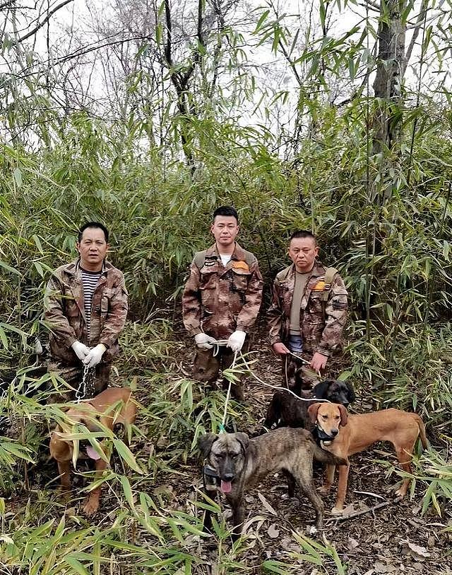 四川多地按下野猪猎捕“暂停键”，野猪致害防控为何这么难？（组图） - 5