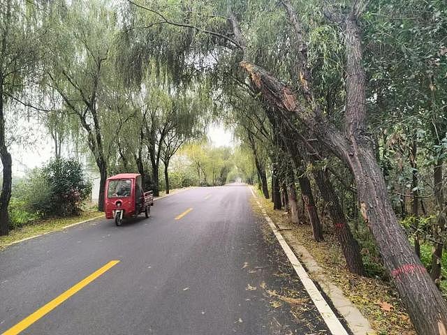 断裂树枝悬挂马路上方，54岁女子骑车撞上不幸身亡！交警认定死者主责，当地政府次责，双方均有异议（组图） - 3