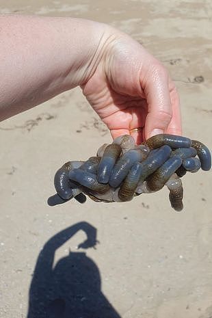 外星人头皮？澳海滩惊现未知生物，照片引网友热议！专家：赶紧洗手（组图） - 3