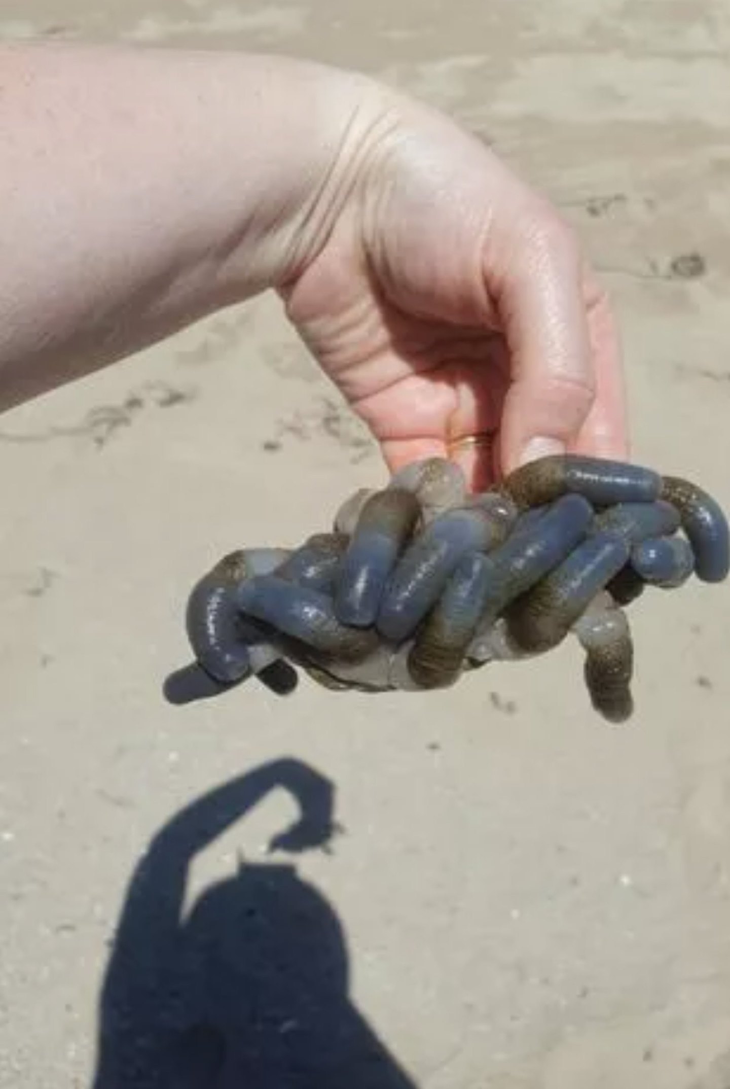 澳洲海滩惊现恐怖生物，像深蓝色手指交叉，科学家指从未见过（组图） - 2