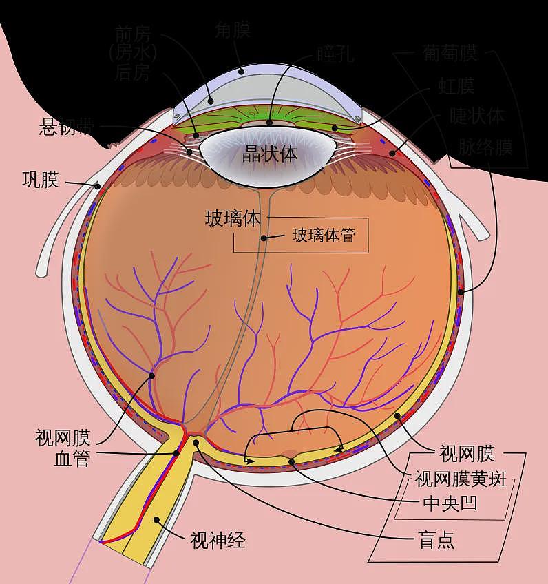 如何识别AI伪造的人像？看眼睛（组图） - 3