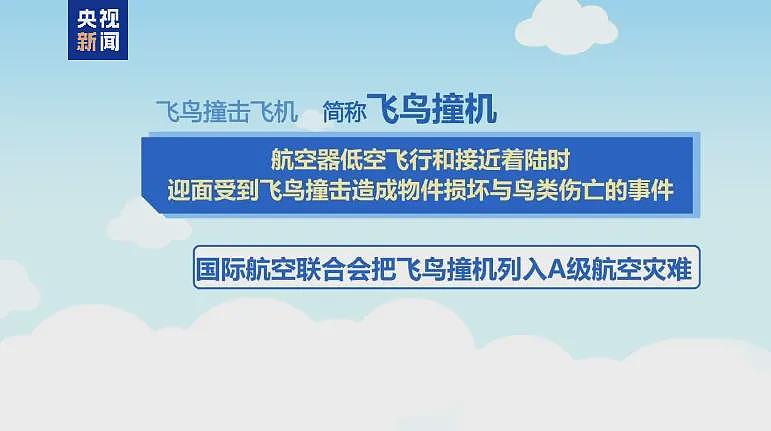 38人遇难29人生还，阿航客机坠毁或因撞上飞鸟？（组图） - 4