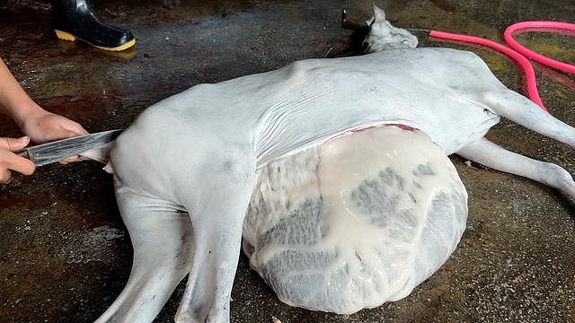 活羊被灌食增重撑死，死羊无检疫公开售卖！广西山羊交易乱象引爆热议，网友：人性泯灭（组图） - 2