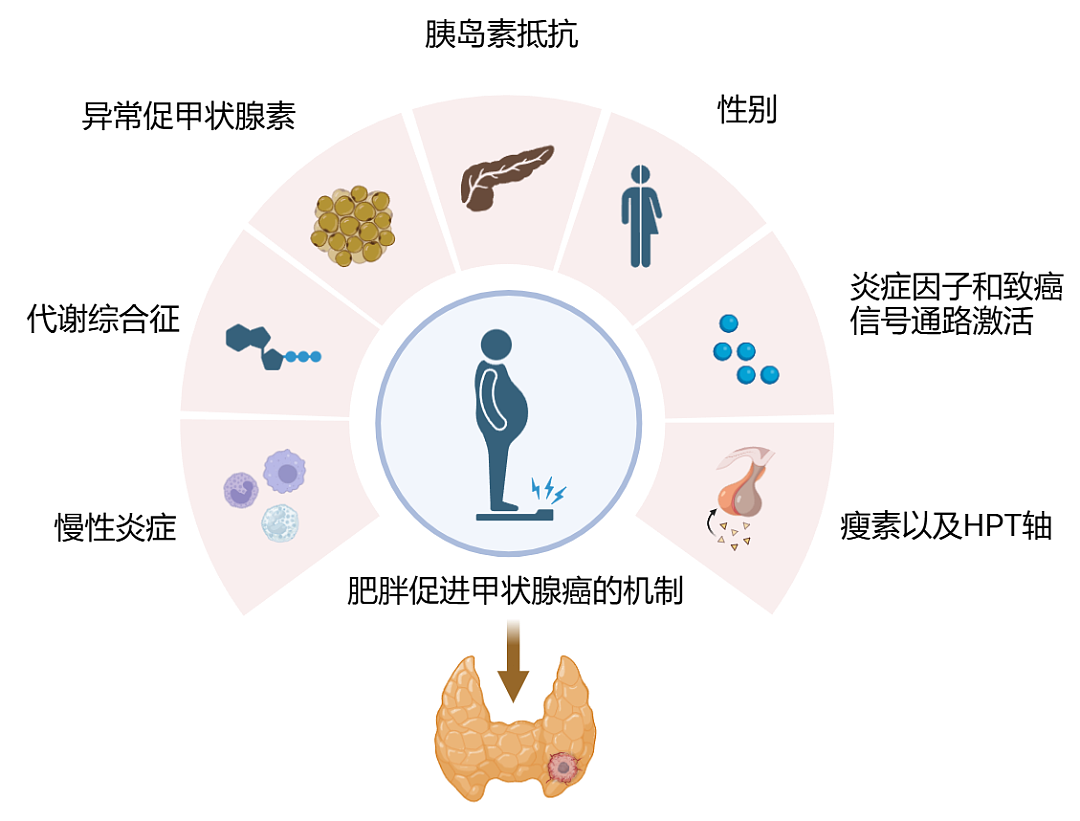 才30岁，杭州小伙确诊癌症！以为只是胖！医生提醒：太危险...（组图） - 2