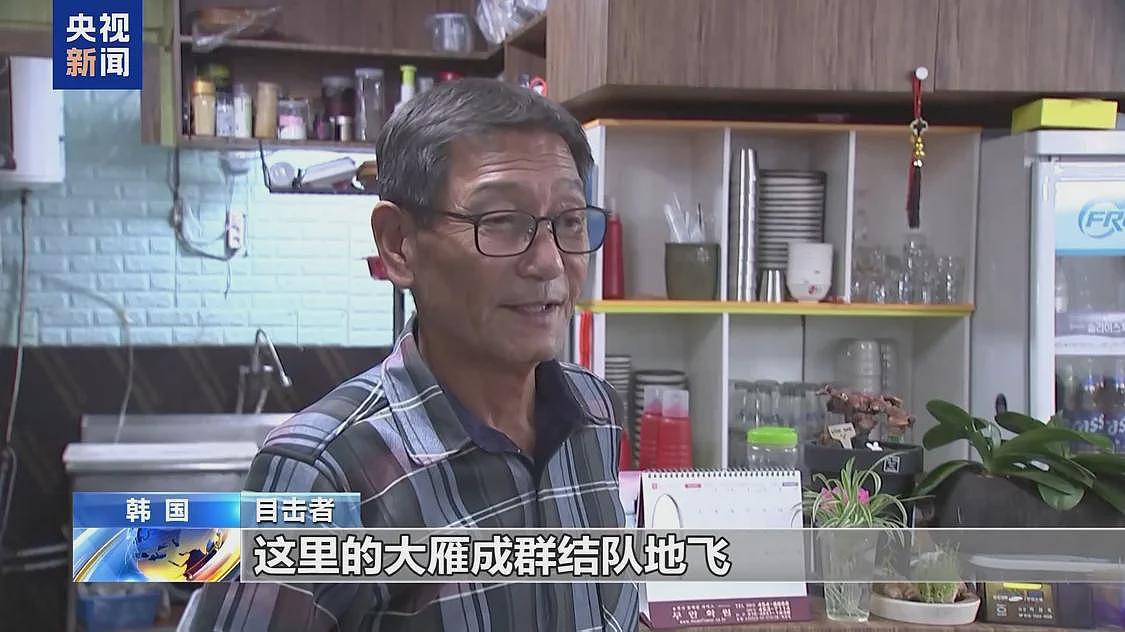 韩国客机失事目击者：客机或遭大雁撞击（图） - 1