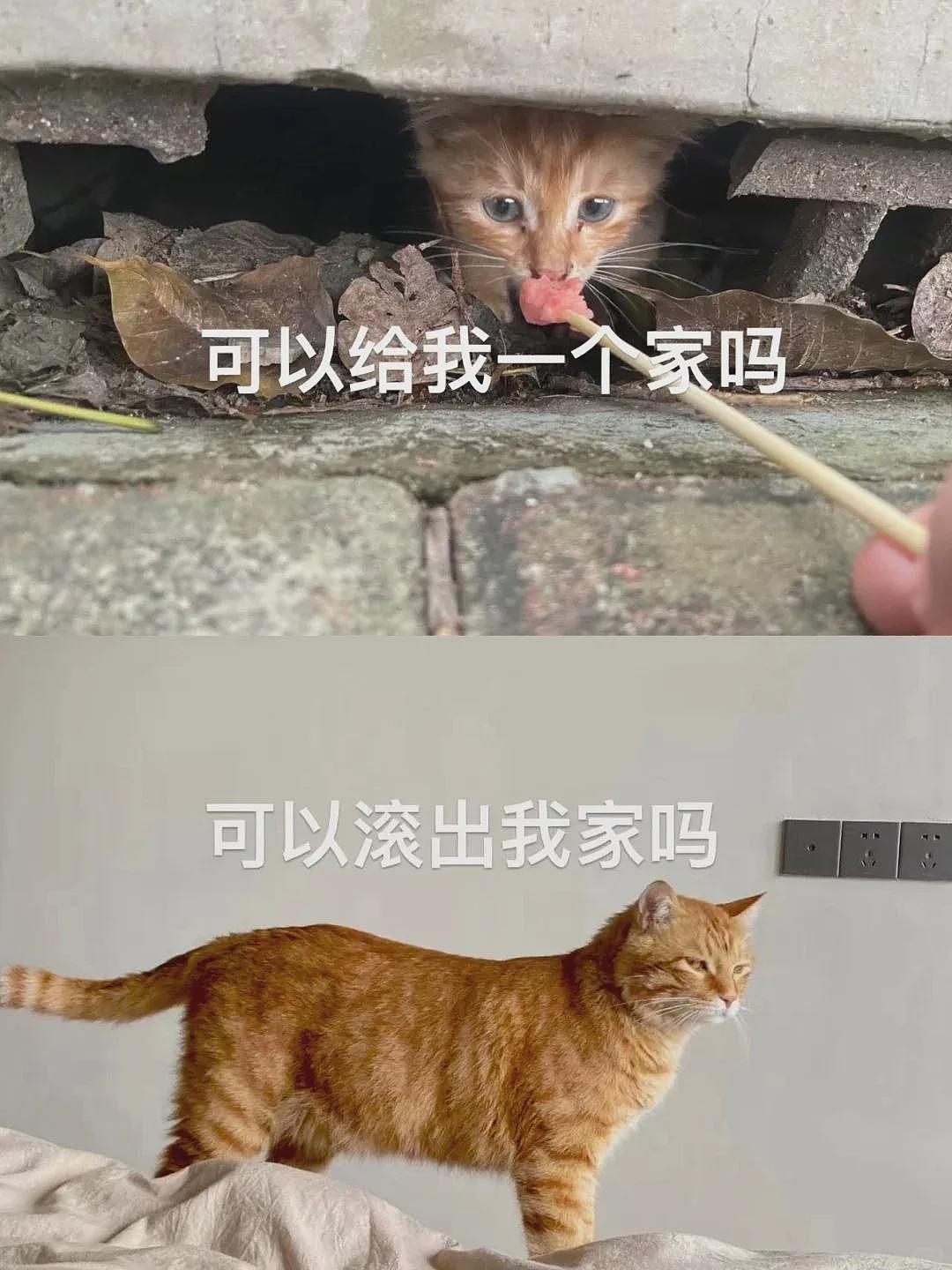 【宠物】巴掌大的小猫撞脸李荣浩，养了一年后长成杨丞琳？网友点开爆笑：离谱到亲妈都不敢认啊（组图） - 19