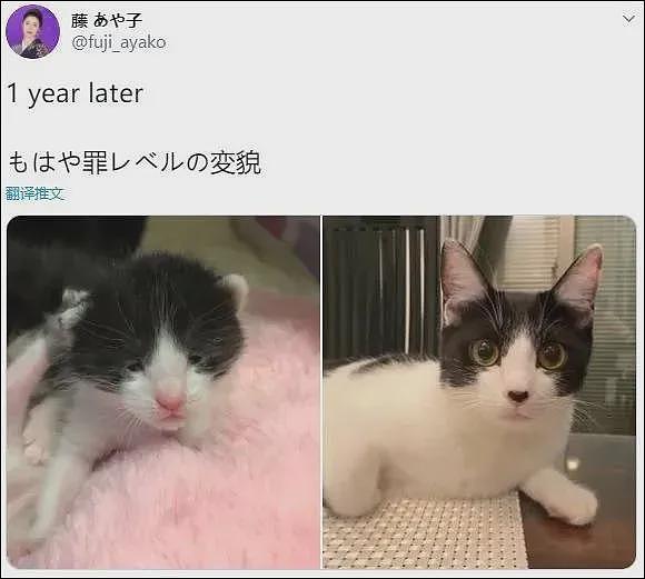 【宠物】巴掌大的小猫撞脸李荣浩，养了一年后长成杨丞琳？网友点开爆笑：离谱到亲妈都不敢认啊（组图） - 22