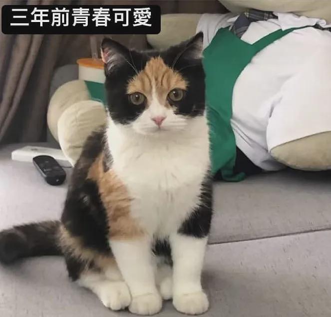 【宠物】巴掌大的小猫撞脸李荣浩，养了一年后长成杨丞琳？网友点开爆笑：离谱到亲妈都不敢认啊（组图） - 32