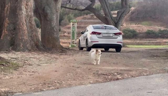 韩国一家九口殒命空难，宠物犬徘徊村中盼主人归来，好在被接走了（组图） - 3