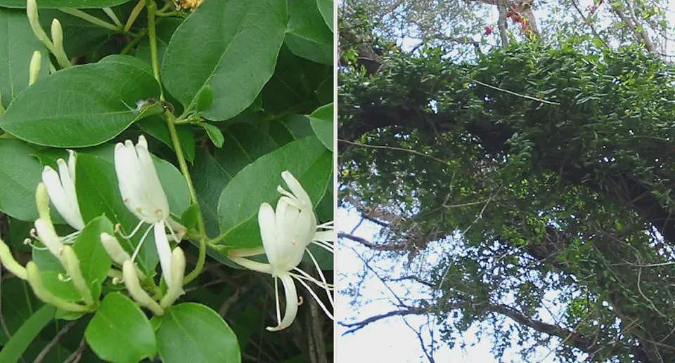 美丽，但危险！有毒植物入侵澳人后院，专家警告：看到赶紧移除（组图） - 3