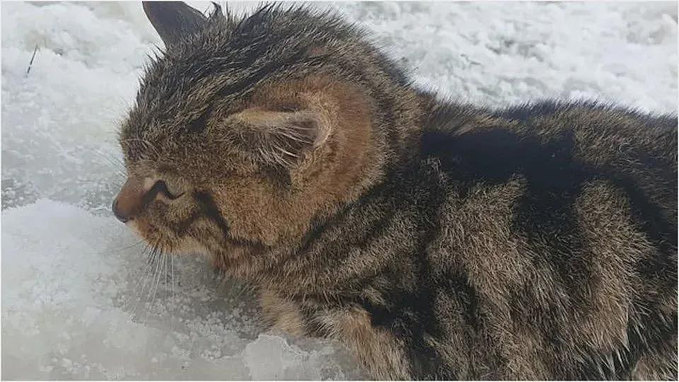 【宠物】网友在雪地捡到一只小野猫，找不到猫妈妈，只好送医院，结果医生一看：赶紧送回去（组图） - 11