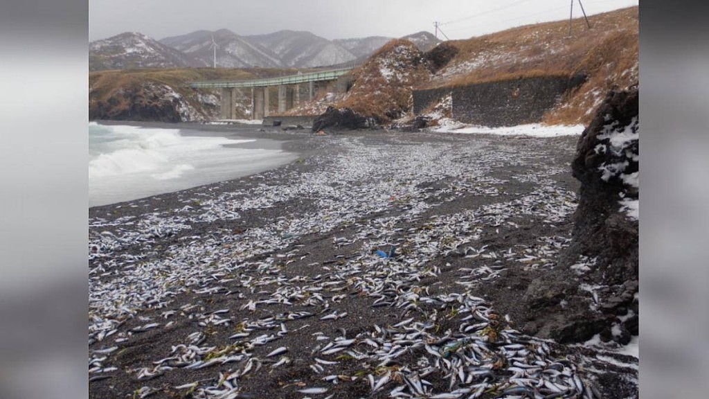 日本北海道大量沙甸鱼冲上岸，绵延900米网民忧地震先兆（组图） - 2