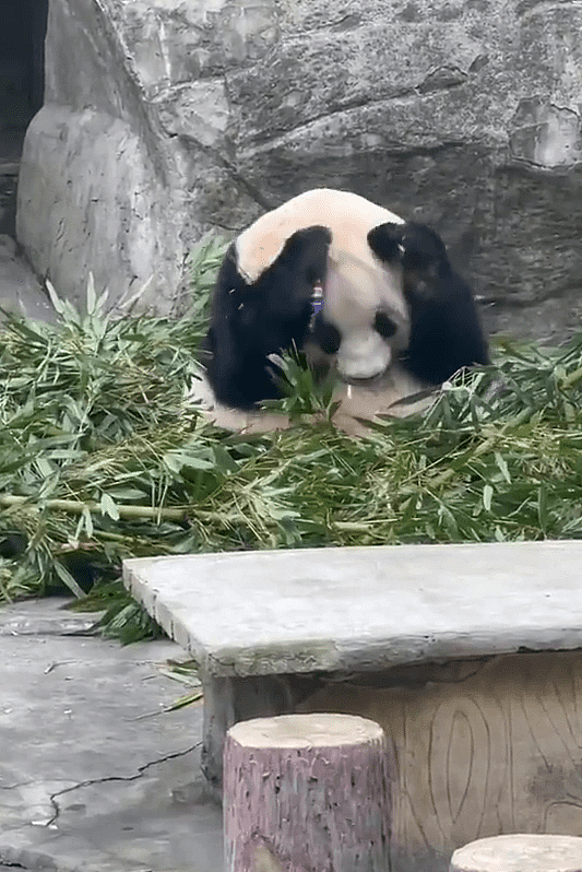 向大熊猫“兰香”掷可乐被带走！男子被游客围骂反报警（视频/组图） - 5