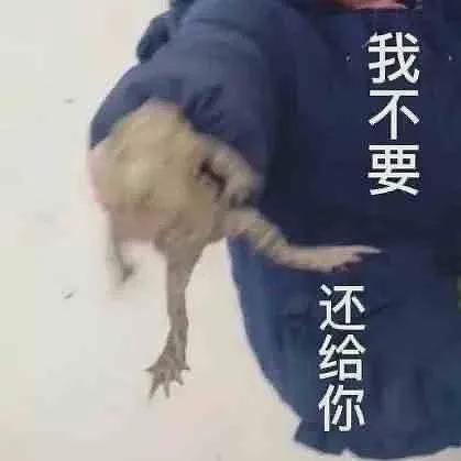 【宠物】男友妈妈为了哄猫开心，天天捡蛤蟆回家给猫玩，结果…网友：啊啊啊大妹子，这是中文吗（组图） - 22