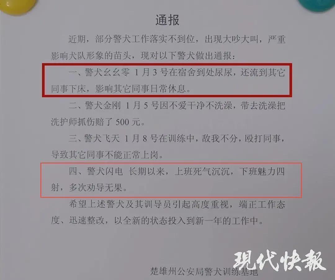 殴打同事、上班死气沉沉…4只警犬被通报“批评”，网友：小狗狗不喜欢上班有什么错（视频/组图） - 2