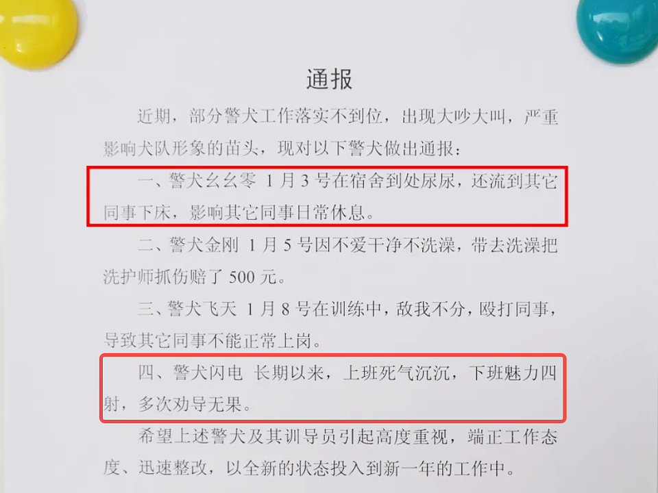 “上班死气沉沉、下班魅力四射”，警犬被通报（视频/组图） - 1