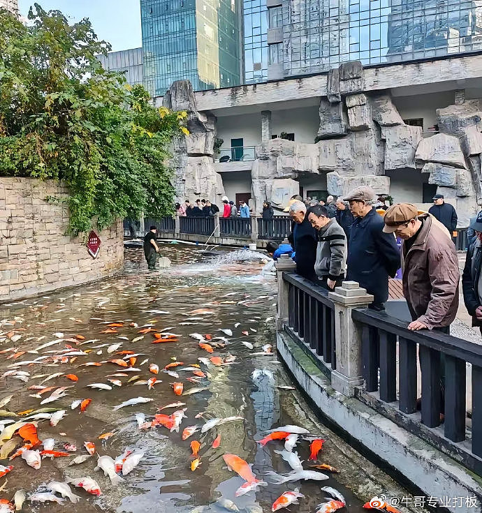 重庆公园满池锦鲤翻肚死亡！尸体装满30麻袋，因一男子忌妒下毒（视频/组图） - 1