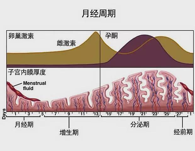 月经都调不好，还谈什么美容？（组图） - 10