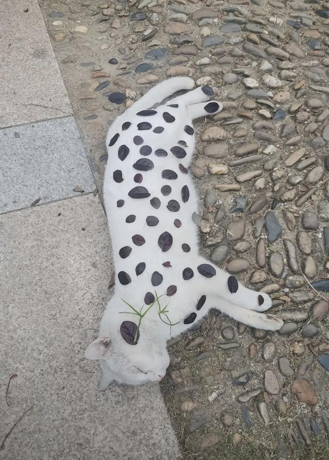 【宠物】小姐姐捡到一只狸花猫，看到它吊牌上写的字气笑了...网友：人好猫坏（组图） - 14