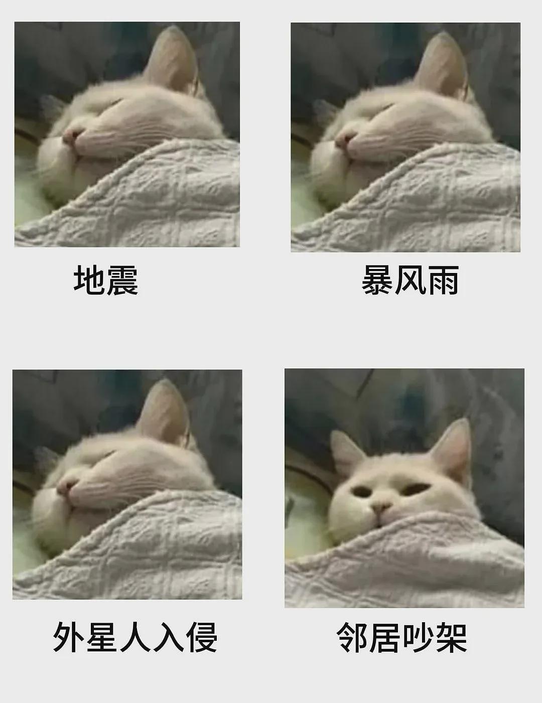 【宠物】小姐姐捡到一只狸花猫，看到它吊牌上写的字气笑了...网友：人好猫坏（组图） - 29