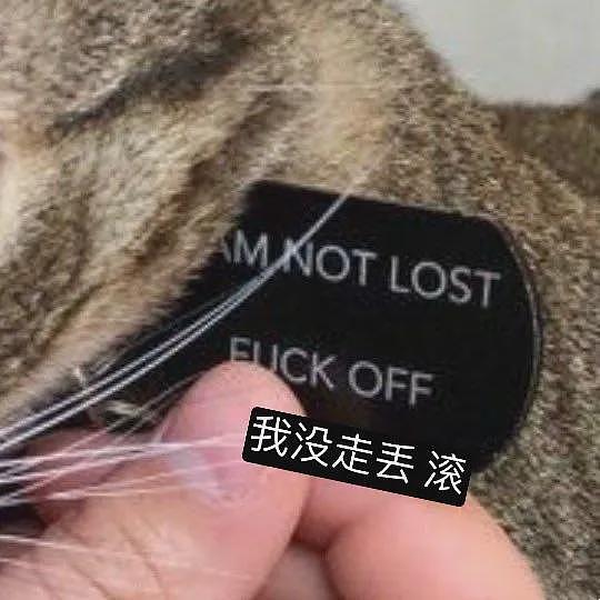 【宠物】小姐姐捡到一只狸花猫，看到它吊牌上写的字气笑了...网友：人好猫坏（组图） - 24