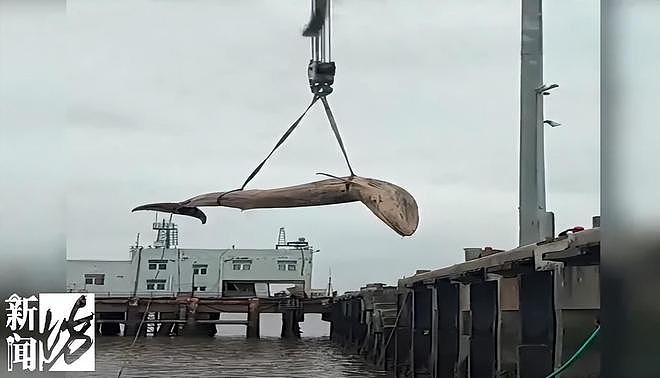 海面出现大型不明生物！上海相关部门紧急处置，竟是它！后续或将公开展出（组图） - 3