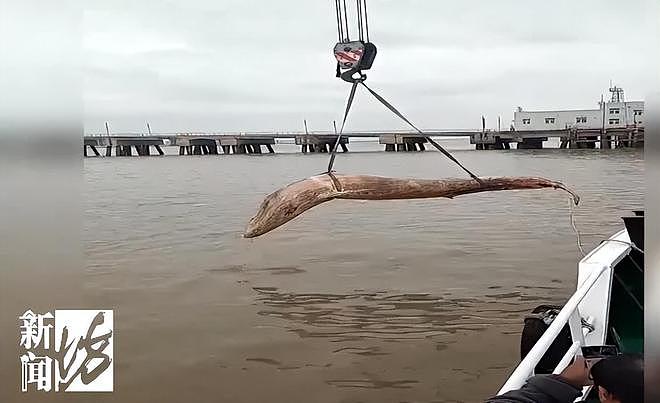 海面出现大型不明生物！上海相关部门紧急处置，竟是它！后续或将公开展出（组图） - 4