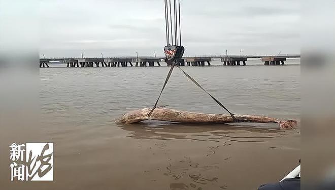 海面出现大型不明生物！上海相关部门紧急处置，竟是它！后续或将公开展出（组图） - 2