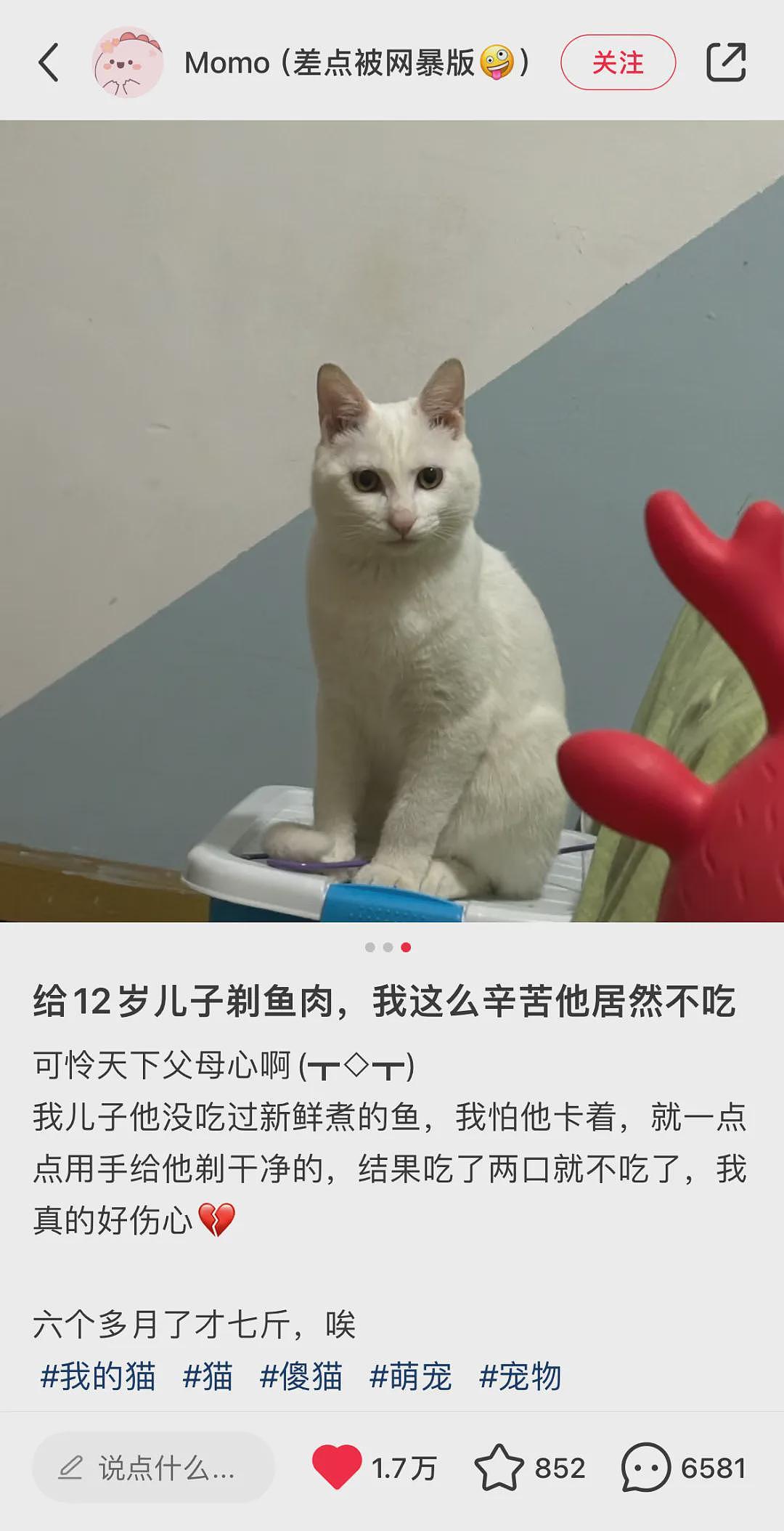 【宠物】肥猫一到点就瘫在饭桌上，主人还得谢谢它...网友：啥家庭啊，五菜一汤（组图） - 6