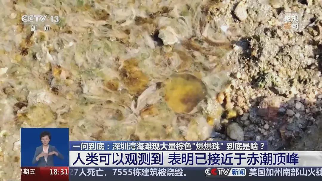 海边密集出现“爆爆珠”？多地提醒：不要下水！不要捡...（组图） - 3