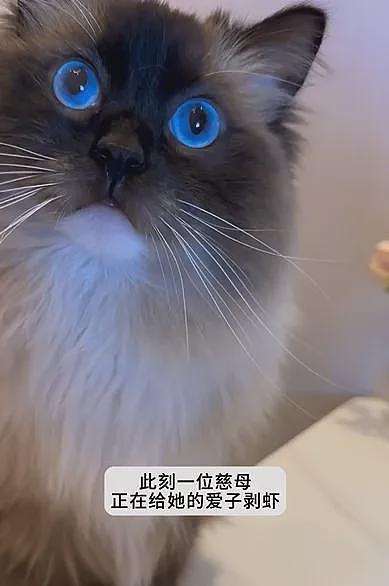 【宠物】肥猫一到点就瘫在饭桌上，主人还得谢谢它...网友：啥家庭啊，五菜一汤（组图） - 8