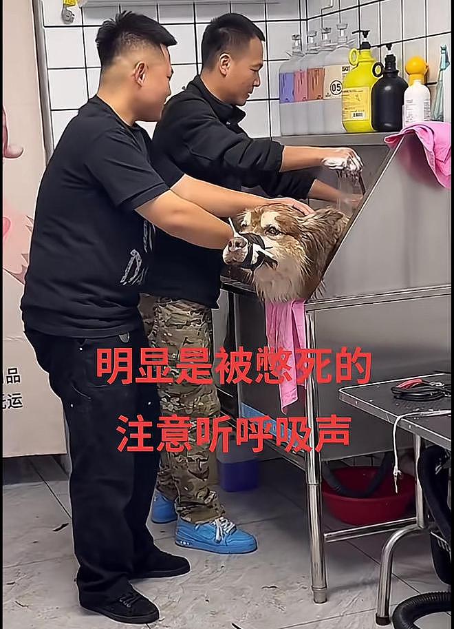 潘宏风波升级！网友举报平台热捧血腥博主，陈乔恩怒骂这是谋杀（组图） - 6