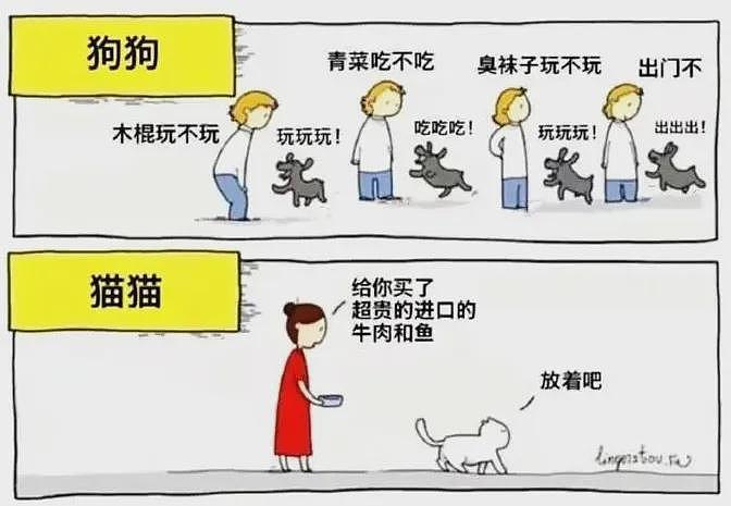 【宠物】小姐姐拿猫证明自己没P腿，一看合照图，网友笑晕：主人腿长，给猫长脸哈哈哈哈（组图） - 5