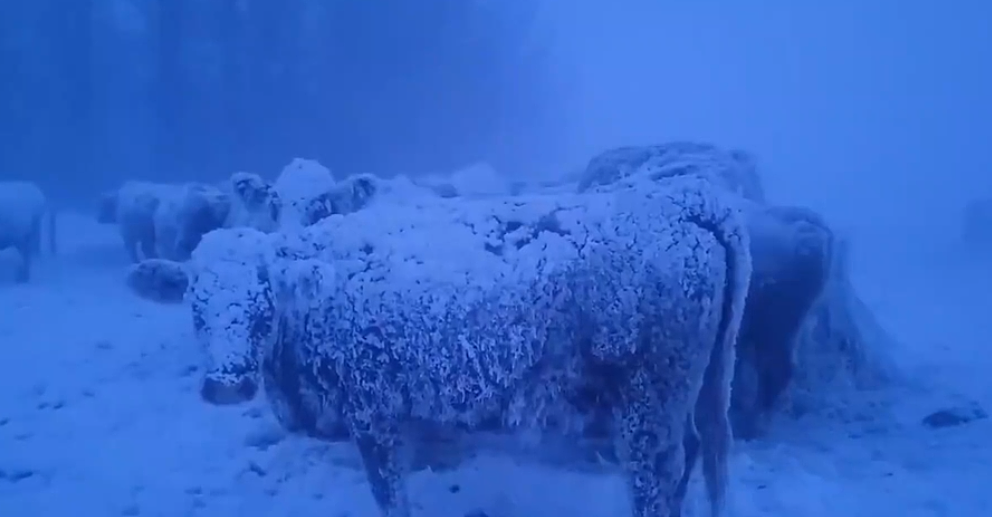 红色极寒警报！ -50℃极寒+100cm雪暴袭加拿大！ “冷冻模式“ 2亿人戒备，数千航班取消（组图） - 6