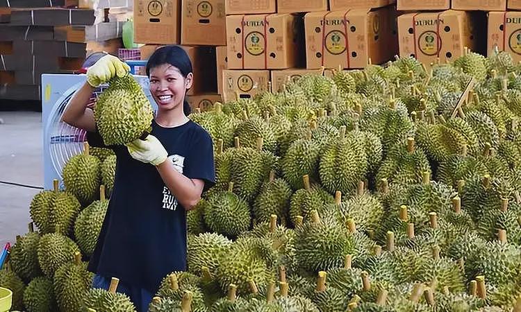 一年狂赚300亿！赚中国钱还毒害中国人 ，泰国榴莲全含一级致癌物（组图） - 5