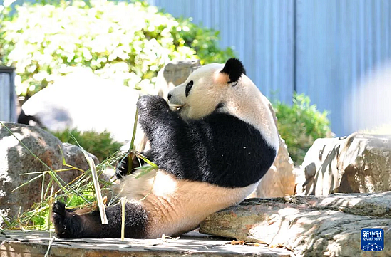 奶粉股Bubs业绩强劲增长，惊天预测！比特币或涨至70万美元，中国五部门重磅发声提振资本市场，悉尼墨尔本房屋挂牌量猛增 - 15