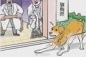 驯犬市场乱象：花8000元送去宠物学校的狗挨了打（图） - 1