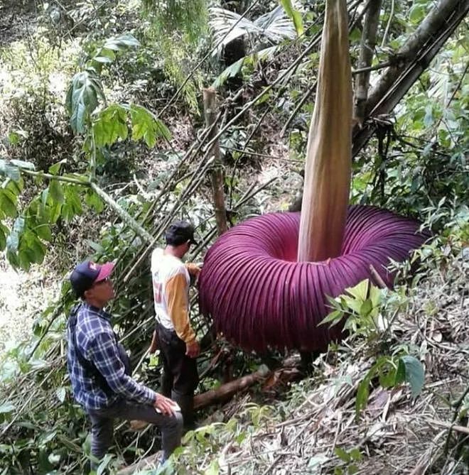 尸臭四溢！巨花魔芋罕见开花，澳洲数万人排队观看（组图） - 2