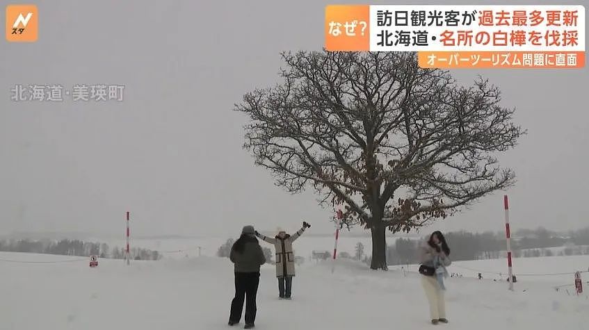 游客太多，素质极差，日本小镇居民亲手毁掉网红景点，砍光白桦林（组图） - 3