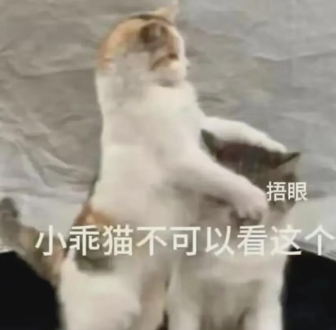 【宠物】小哥说暹罗猫太粘人，被全网嘲笑是狸花猫！结果一晒照片...全网都傻了（组图） - 20