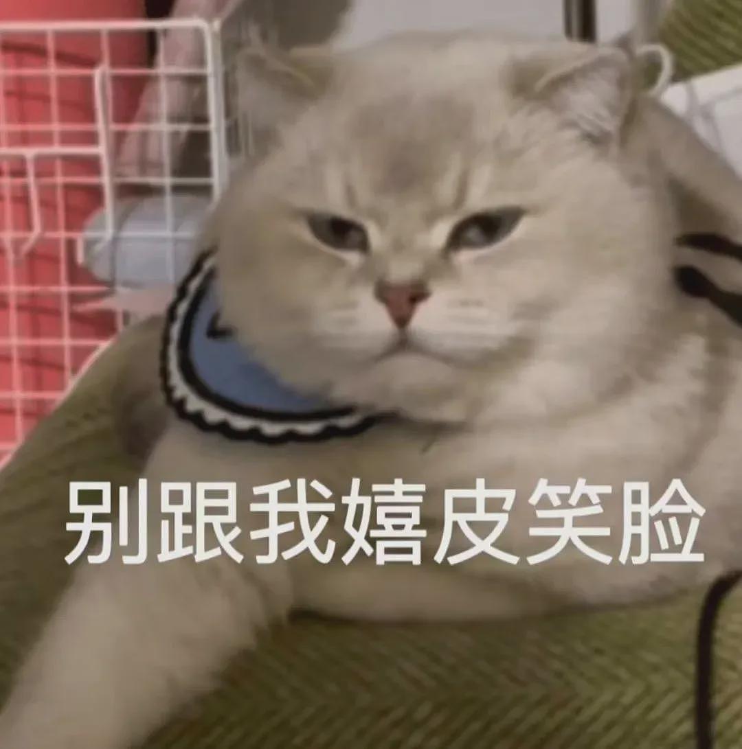 【宠物】小哥说暹罗猫太粘人，被全网嘲笑是狸花猫！结果一晒照片...全网都傻了（组图） - 26