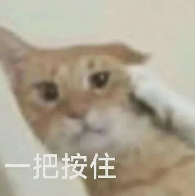 【宠物】小哥说暹罗猫太粘人，被全网嘲笑是狸花猫！结果一晒照片...全网都傻了（组图） - 17