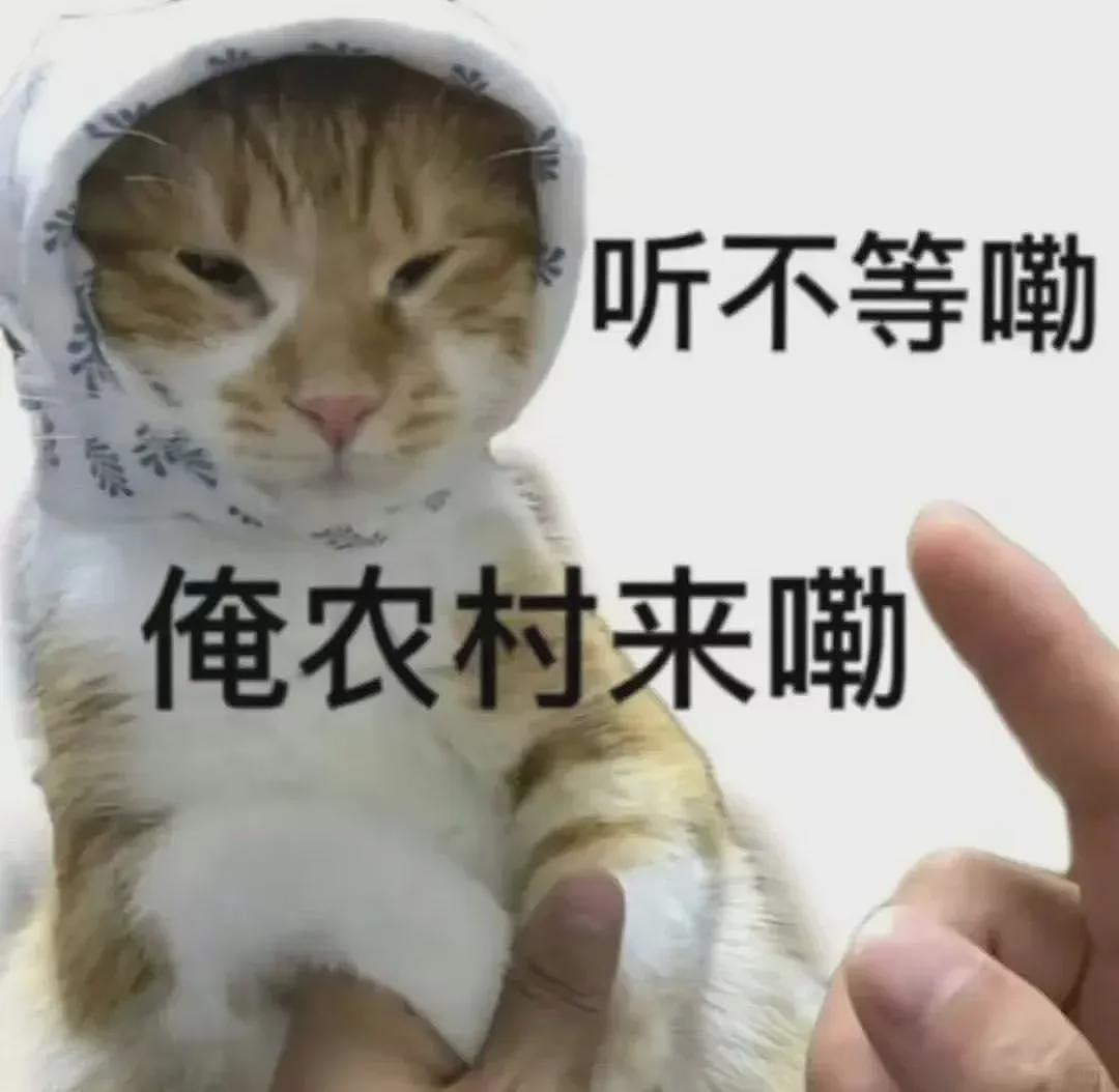 【宠物】主人带布偶猫回农村过年，结果第二天猫就大变样...，网友：看了想报警哈哈哈哈哈（组图） - 1