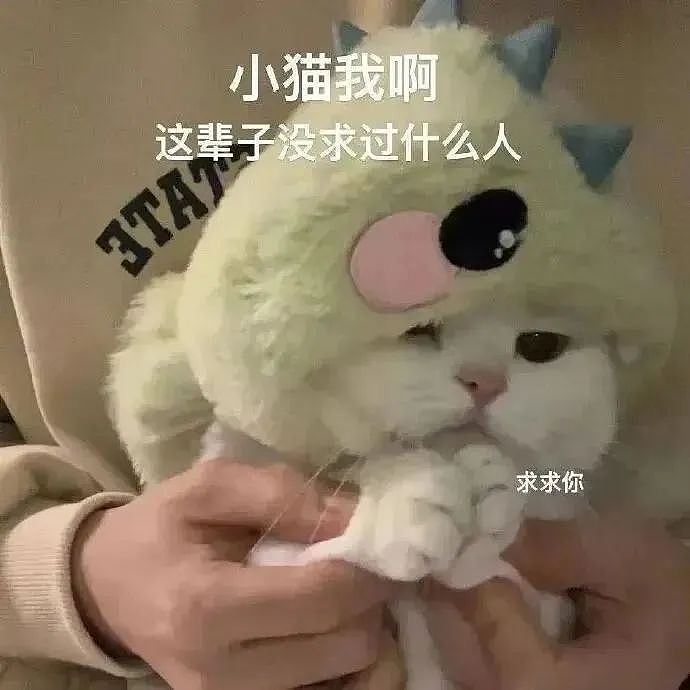 【宠物】过年带了无毛猫回家，被我奶直接端去拜神！网友爆笑：这也难怪哈哈哈哈哈（组图） - 1