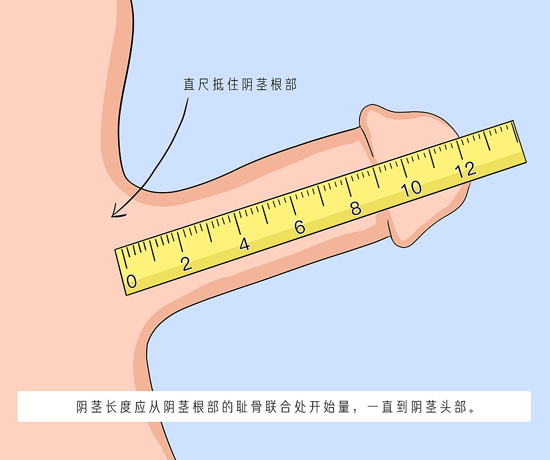 【两性】“阴茎再长，别太骄傲，阴茎再短，也是辛辛苦苦”，研究：中国男性阴茎大小（组图） - 2